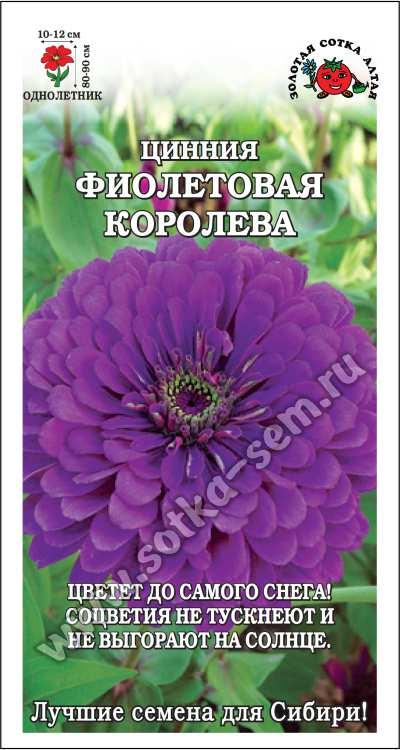 Цинния Фиолетовая королева /Сотка/ 0,2г/ h-90см, d-12см/*1000
