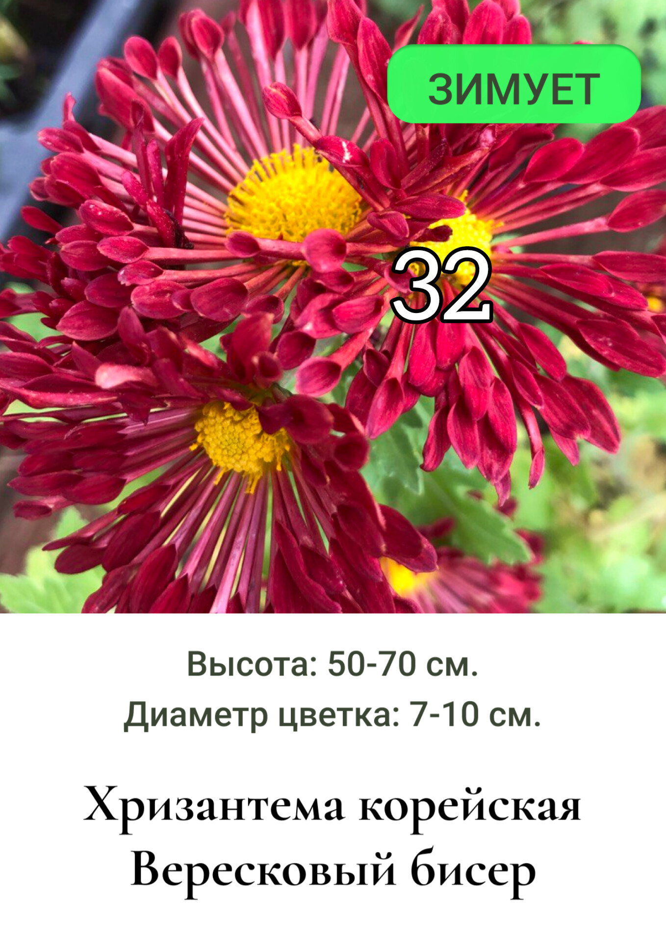Хризантема корейская Вересковый бисер 32