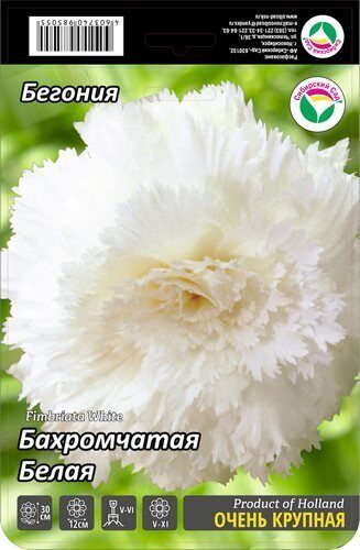 Бегония Бахромчатая Белая 5/6 3шт (Колорлайн)