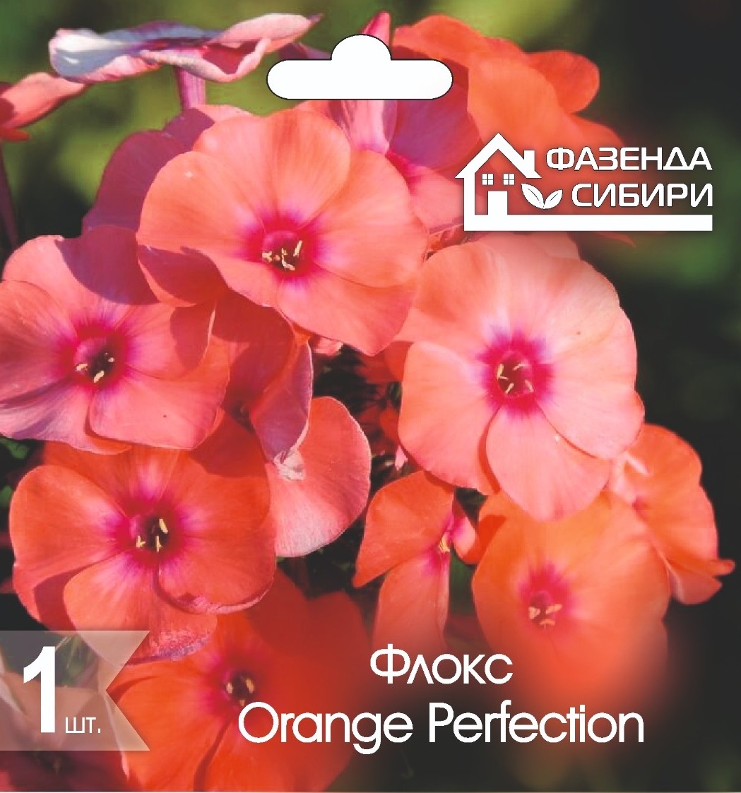 Флокс Оранж Перфекшн/Orange Perfection (1шт) Фазенда Сибири
