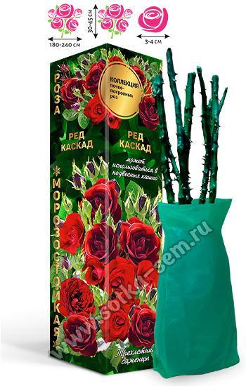 Роза Ред Каскад /Почвопокровная-Миниатюрная/