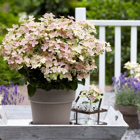 Гортензия Полистар /Метельчатая/мультиплата