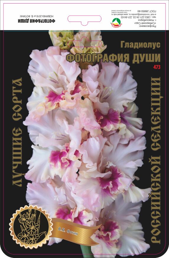 Гладиолус Фотография Души 473,Фотин 2 р-р 7шт (Ф)