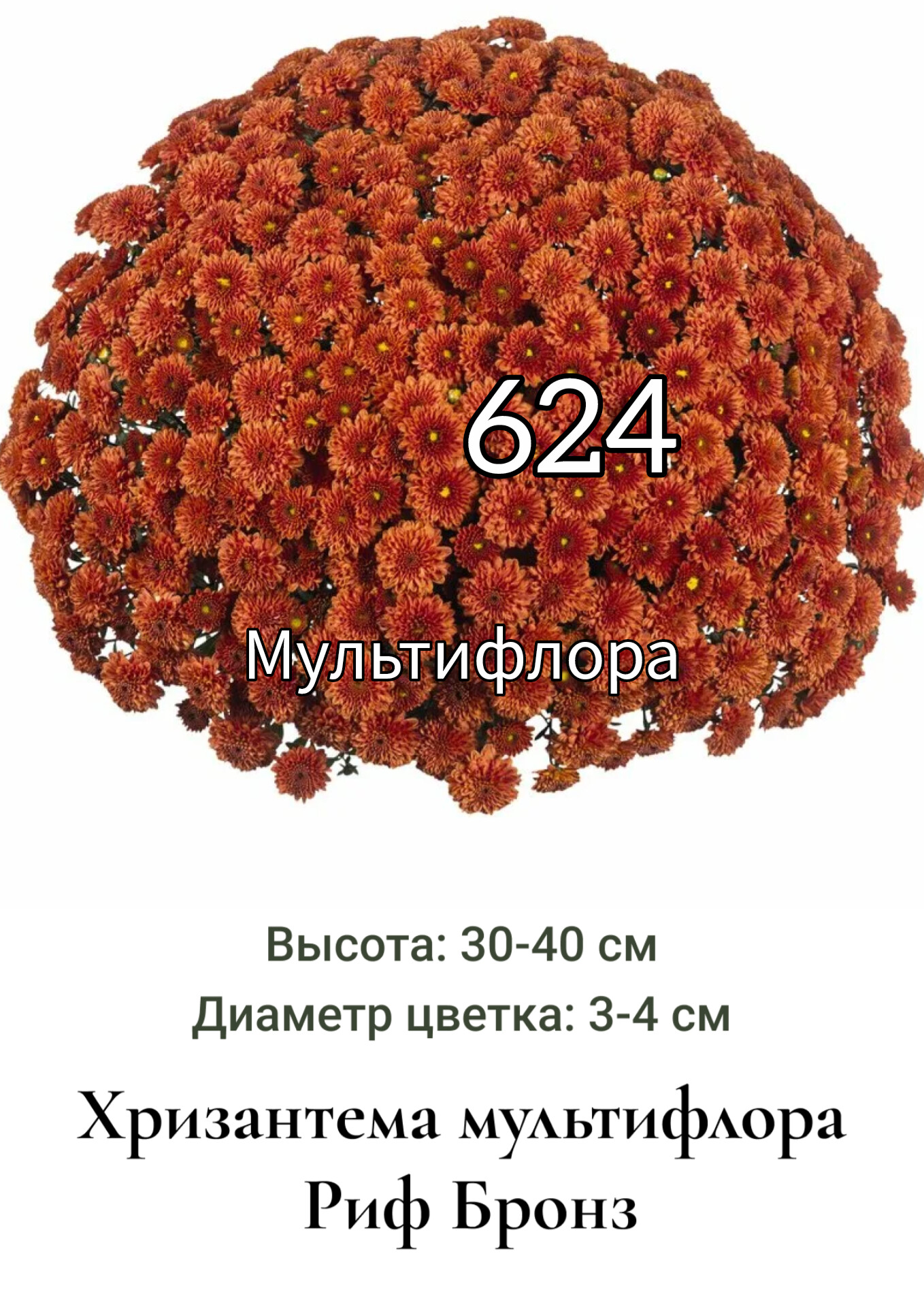 Хризантема мультифлора Риф Бронз