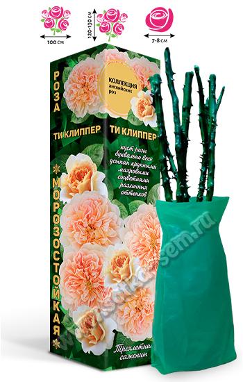 Роза Ти Клиппер /Английская, мускусная/