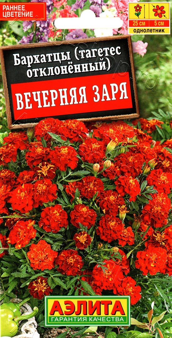 Бархатцы Вечерняя заря /Аэлита/ 0,3г/ отклон. h-25см d-5см махров