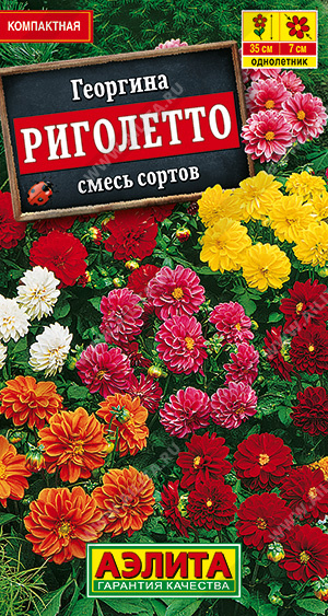 Георгина Риголетто /Аэлита/ 7шт