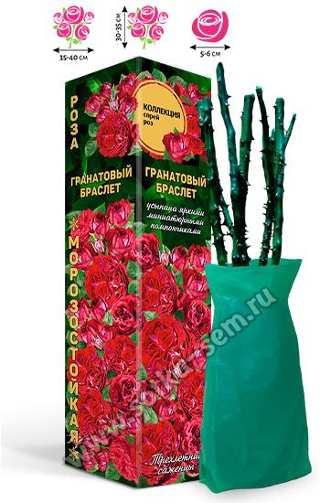 Роза Гранатовый Браслет /Спрей/