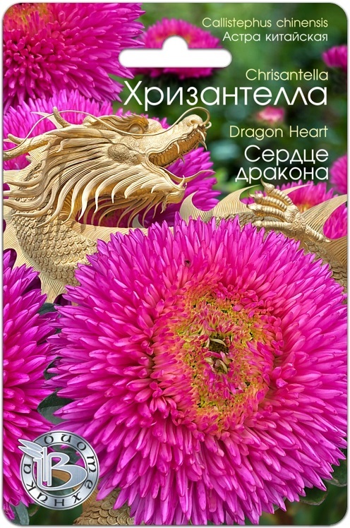 Астра Хризантелла Сердце дракона (30шт) Биотехника