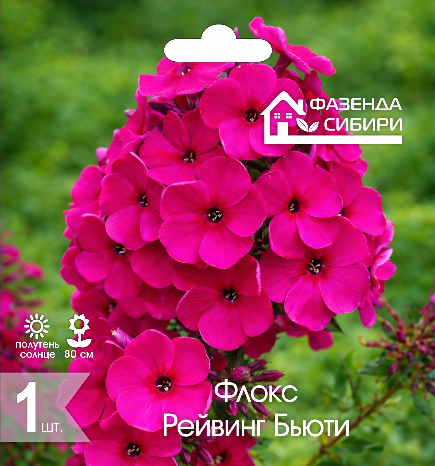 Флокс Рейвинг Бьюти (1шт) Фазенда Сибири