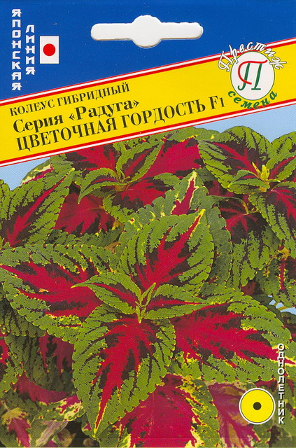 Колеус Радуга Цветочная Гордость (10шт) Престиж