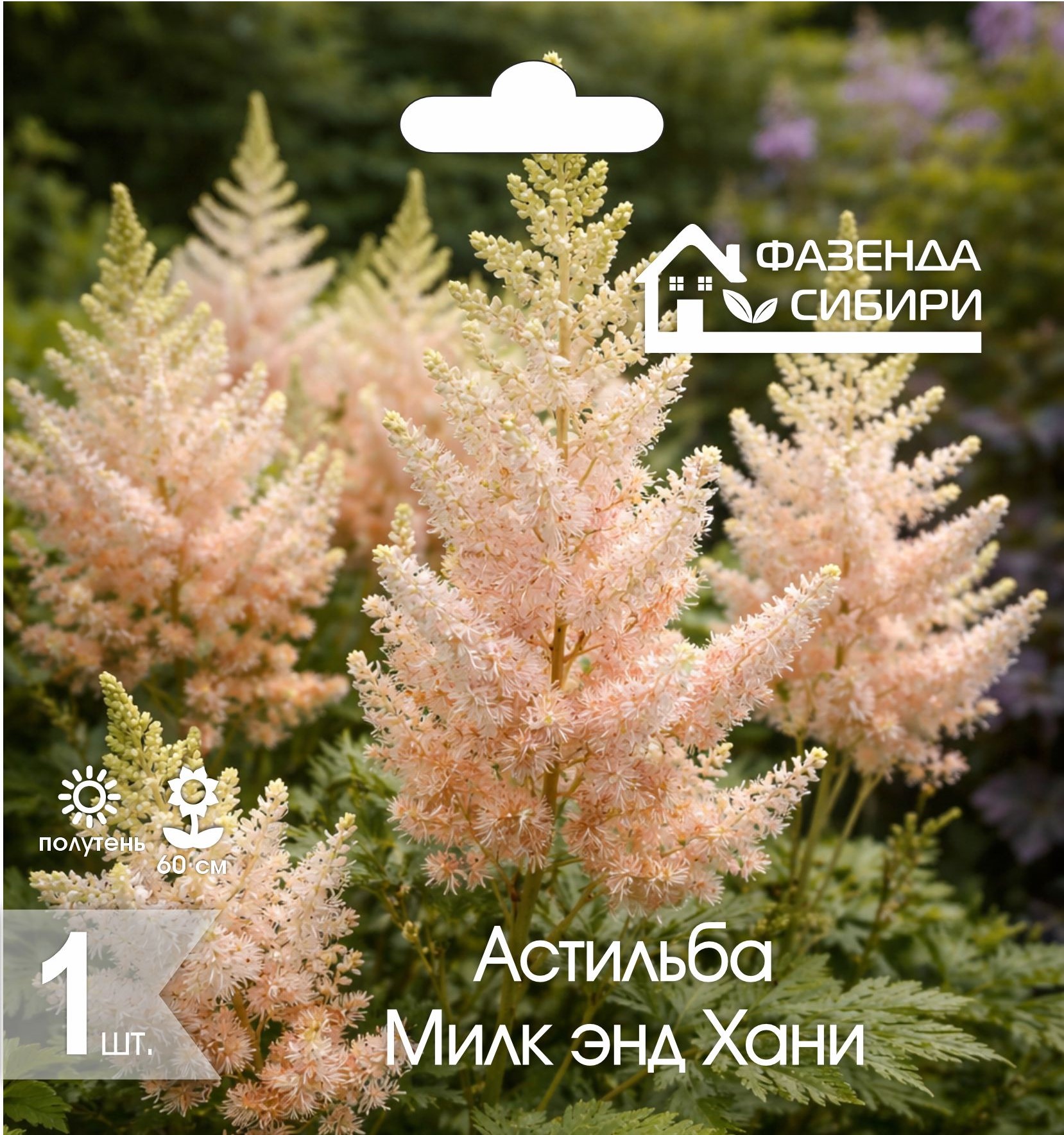 Астильба Милк энд Хани (1шт) Фазенда Сибири