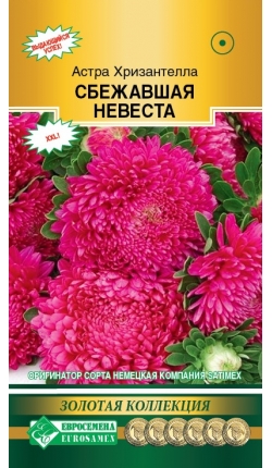 Астра ХРИЗАНТЕЛЛА Сбежавшая Невеста (5шт) Евросемена