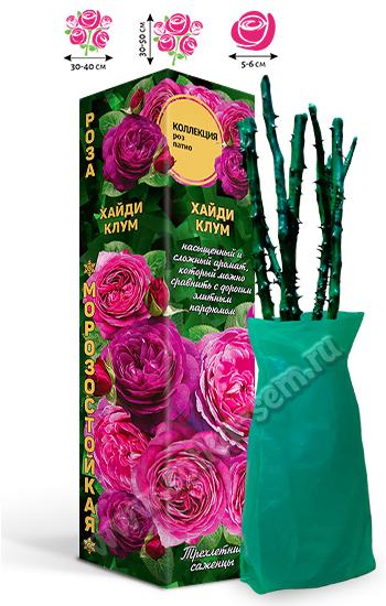 Роза Хайди Клум /Патио/