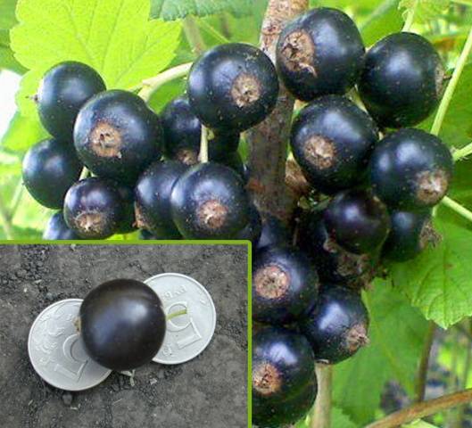 Смородина Ядреная черная (коробка) 1шт (Сиб Сад)