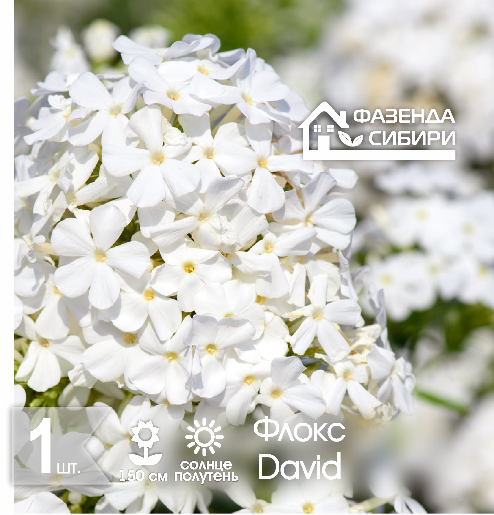 Флокс Давид/David (1шт) Фазенда Сибири