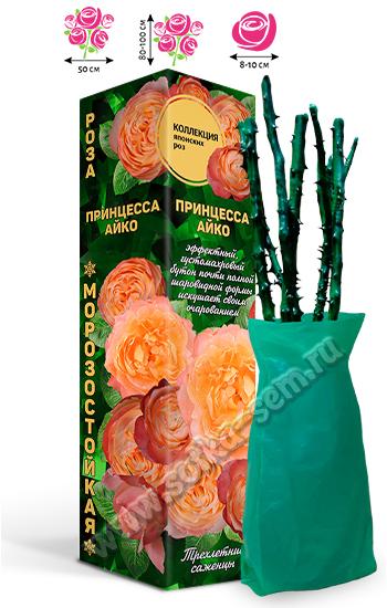 Роза Принцесса Айко /Японская-Флорибунда/