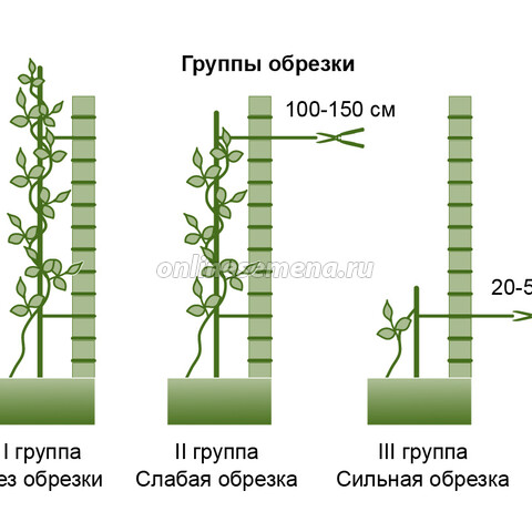 Клематис Арабелла 2шт (Колорлайн)