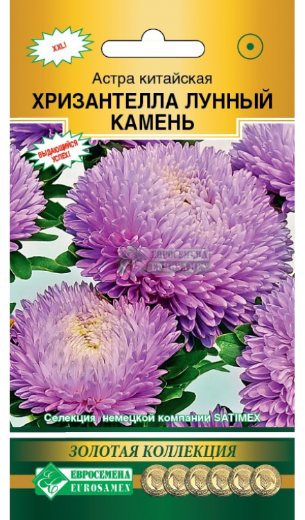 Астра ХРИЗАНТЕЛЛА Лунный Камень (5шт) Евросемена