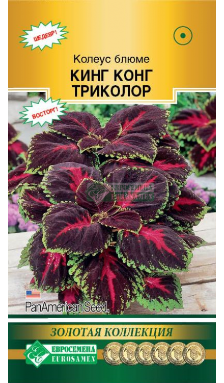 Колеус Блюме Кинг Конг, триколор (3др) Евросемена