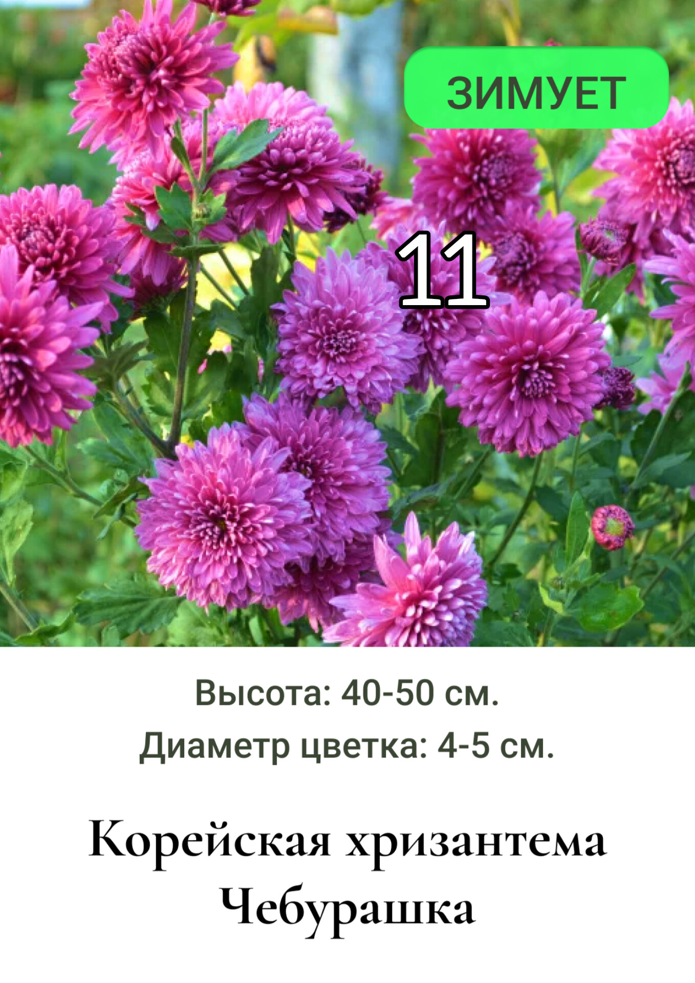 Хризантема корейская Чебурашка 11