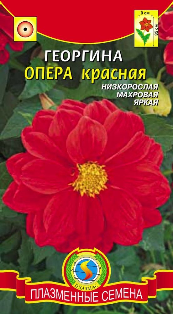 Георгина Опера Красный