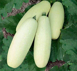 Кабачок Ролик (УД) (ультраскороспелый,кустовой,овальный,900-1300 г,не болеет)