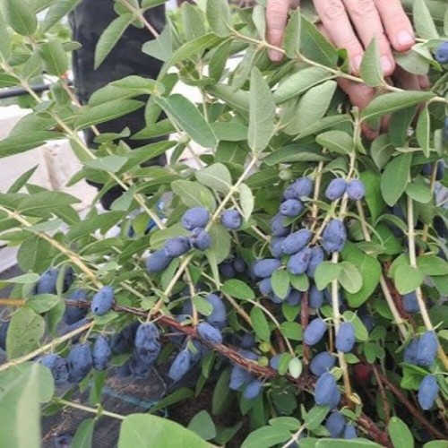 Жимолость канадская Stawberry Sensation ( земляничная сенсация)