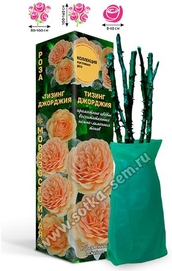 Роза Тизинг Джорджия /Кустовая-английская/