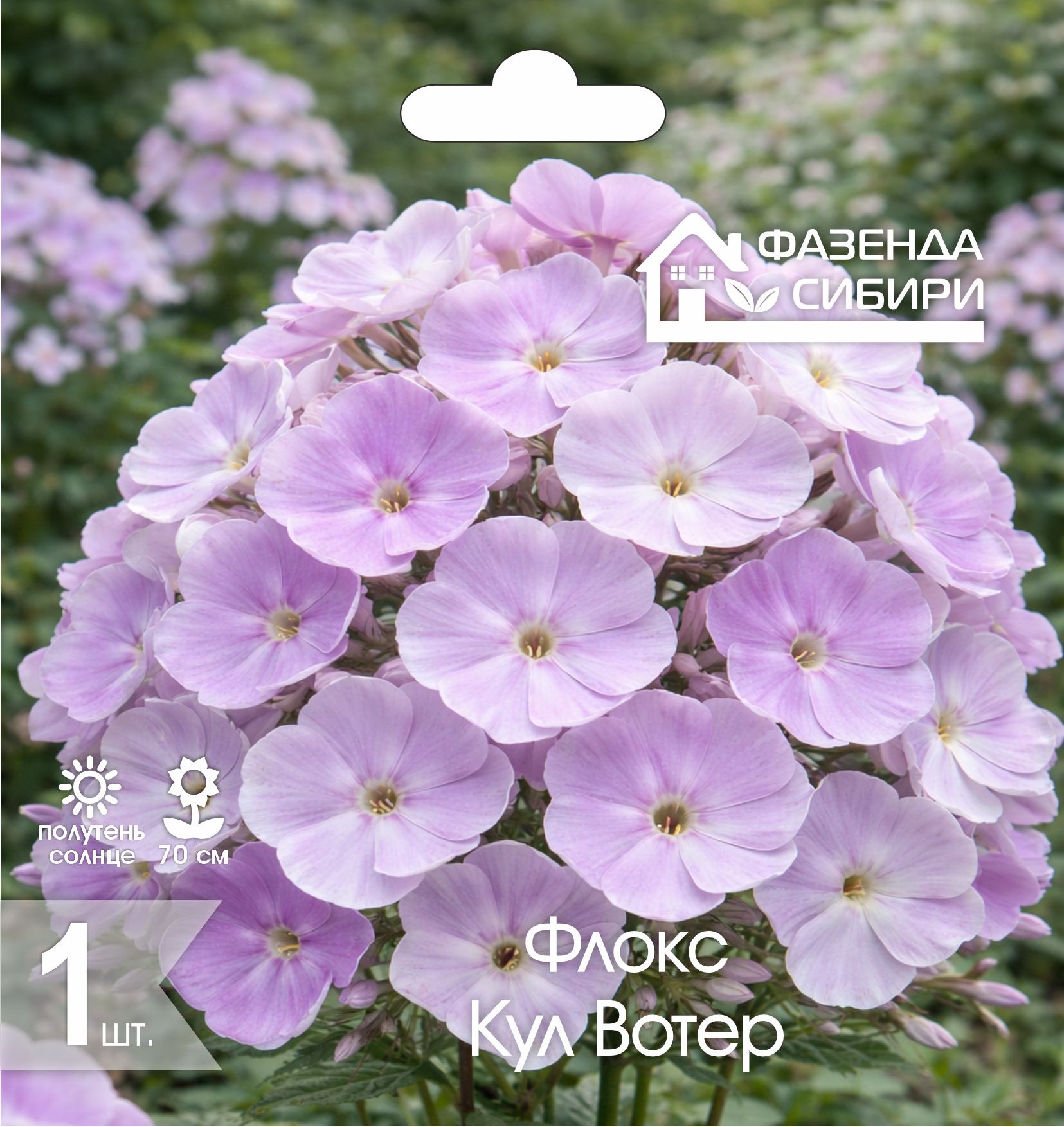 Флокс Кул Вотер (1шт) Фазенда Сибири