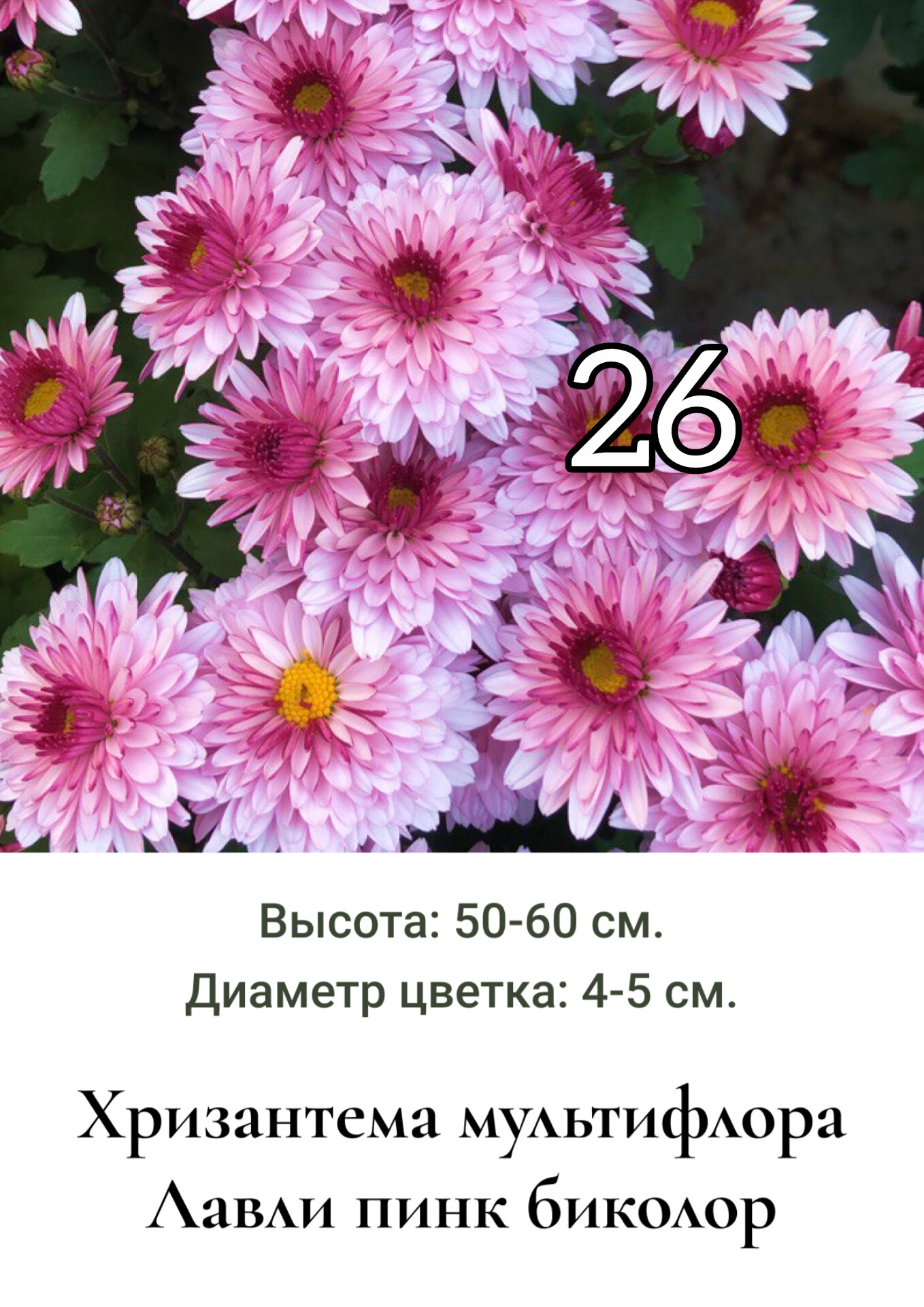 Хризантема мультифлора Лавли пинк биколор