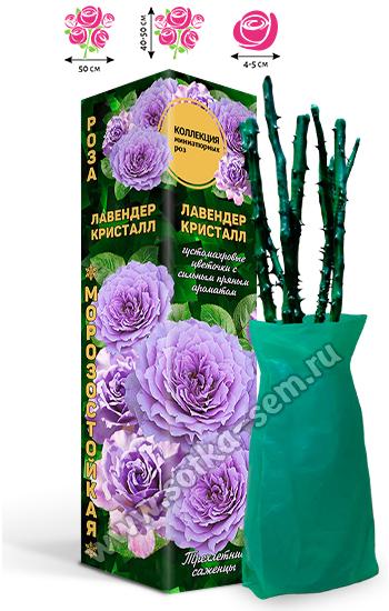 Роза Лавендер Кристалл /Миниатюрная/