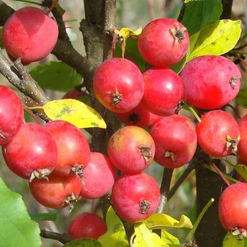 Яблоня Ранетка Ермолаева (саженец с этикеткой) 1шт (Сиб Сад)
