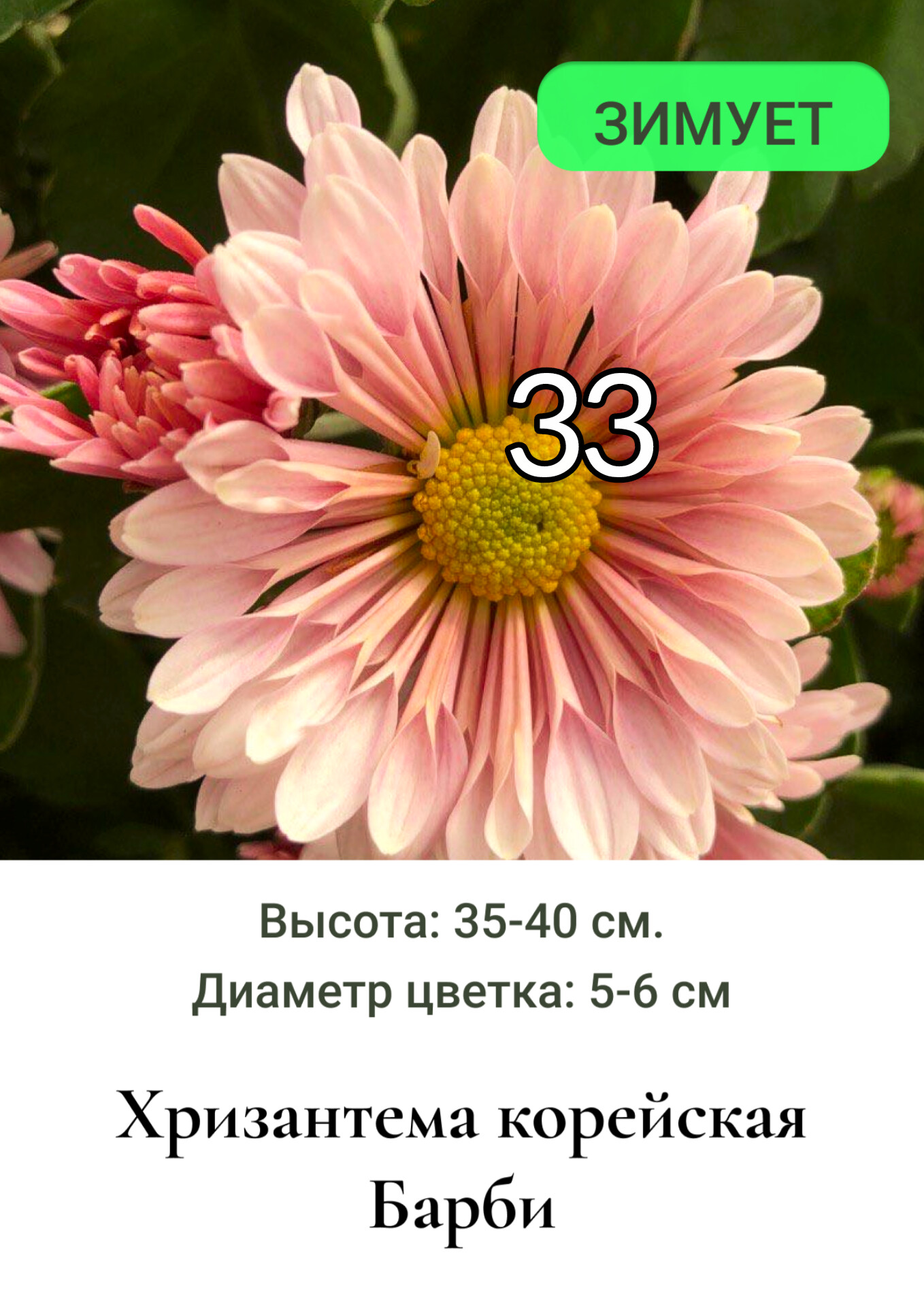 Хризантема корейская Барби 33