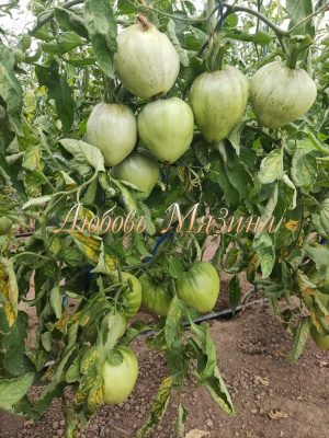 Томат Минусинский домашний (5шт) Мязина