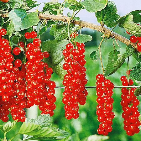 Смородина Ранняя сладкая красная (коробка) 1шт (Сиб сад)