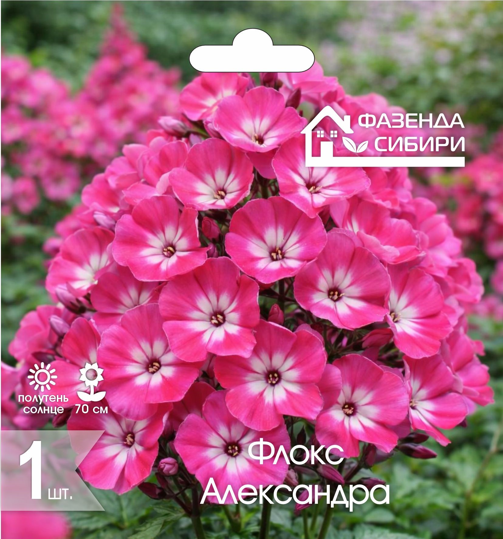 Флокс Александра (1шт) Фазенда Сибири