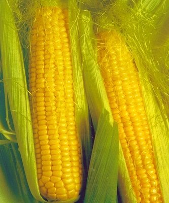 Кукуруза Челл/Челленджер 20 шт. Seminis