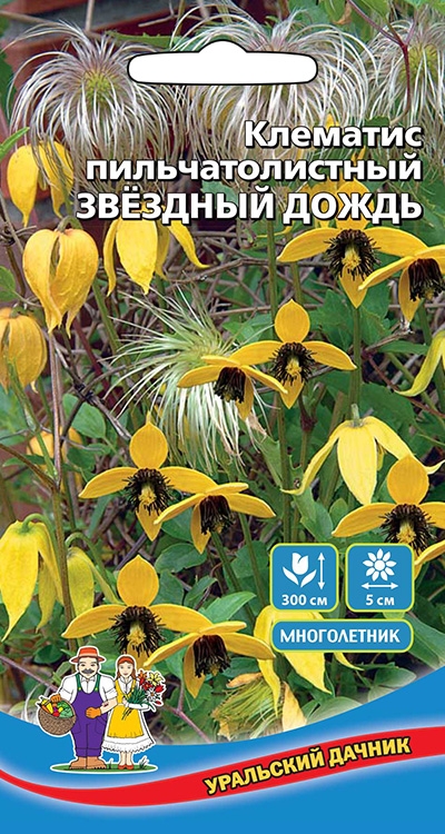 Цветы Клематис пильчатолистный Звездный Дождь (УД) Е/П