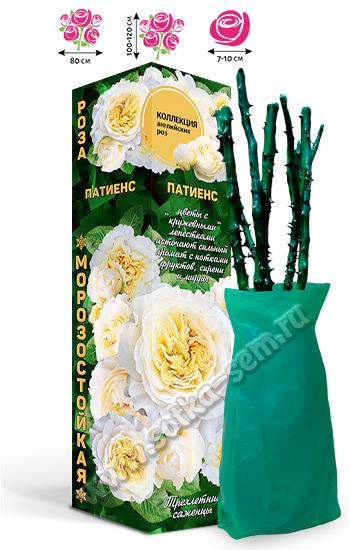 Роза Патиенс /Английская/