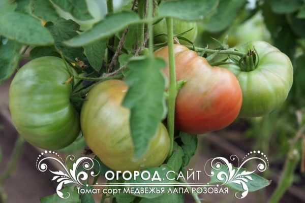Томат Медвежья лапа розовая