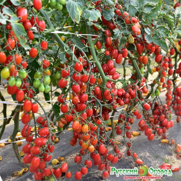 Томат Финик Красный F1 ВКУСНЯТИНА 15шт (НК)
