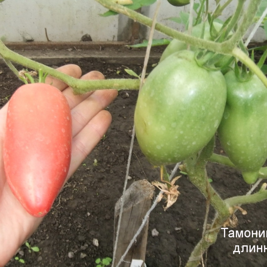 Томат Тамонинский (минусинский)/от частного селекционера/