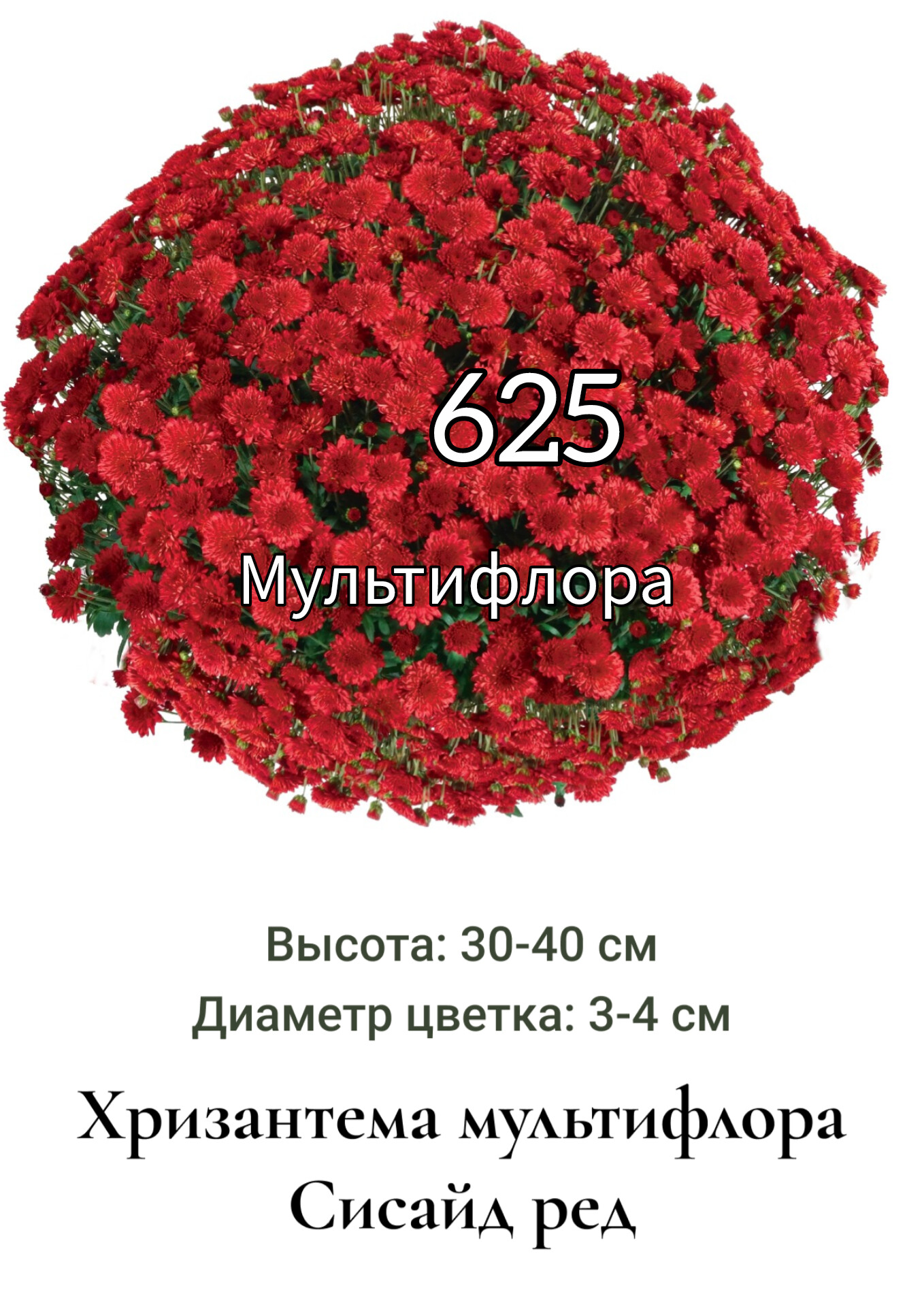 Хризантема мультифлора Сисайд ред