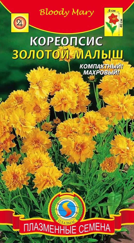 Кореопсис Золотой малыш /Плазмас/
