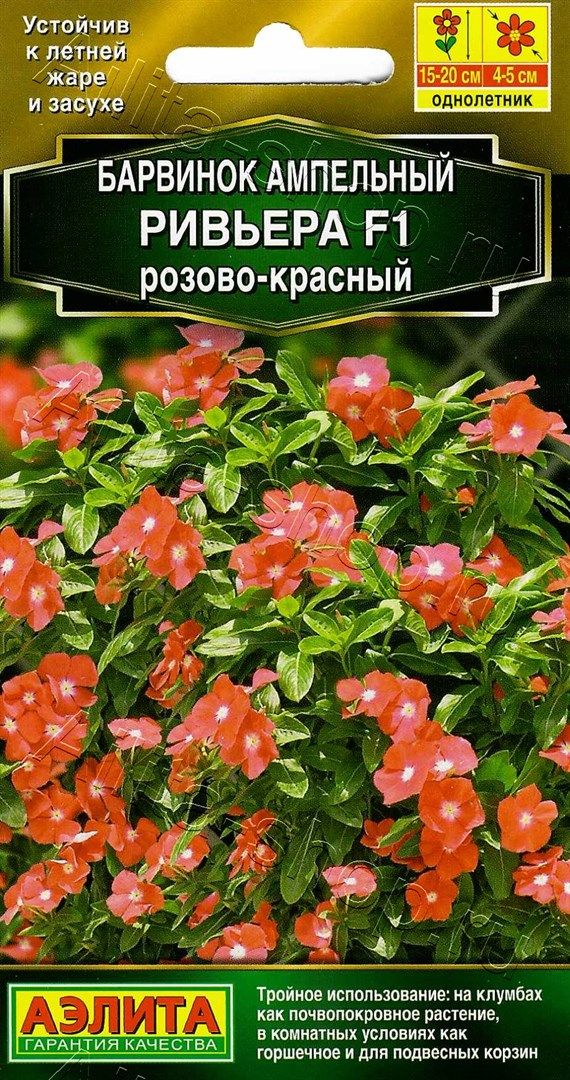 Ком: Барвинок Ривьера Розово-красный F1 /Аэлита/ 5шт/ ампел. h-25см d-5см