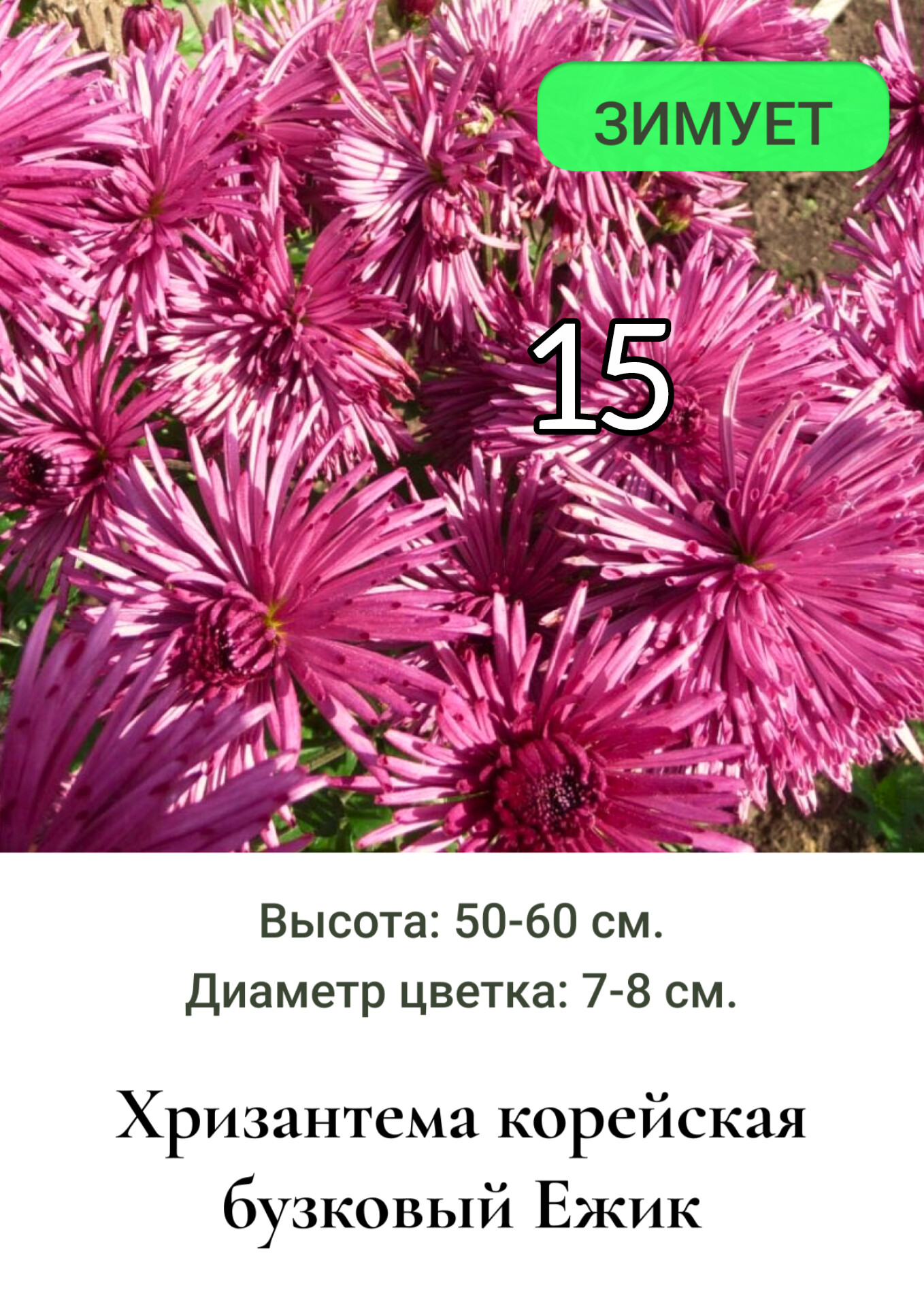 Хризантема корейская Ёжик 15