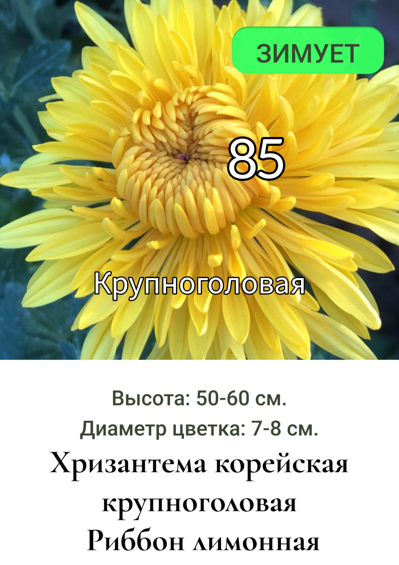 Хризантема корейская крупногол Риббон лимонная 85