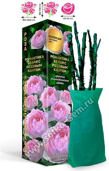 Роза Романтика Белая с Розовым Кантом /Английская/