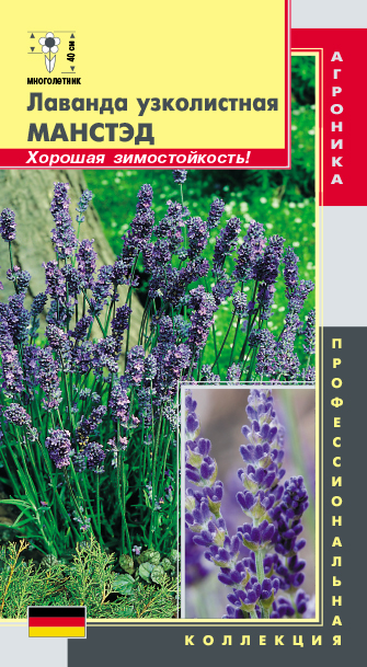 Лаванда узколистная Манстэд